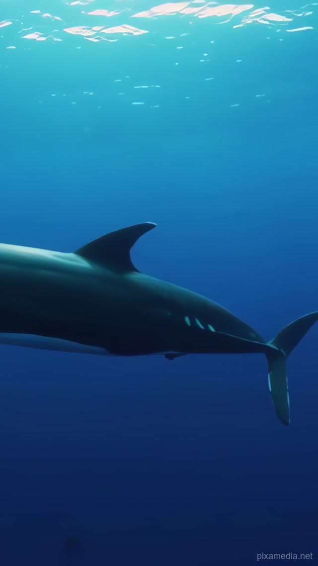 Twilight Rush of the Minke - Ocean Deep AI stock